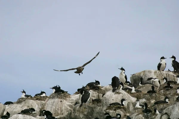 一只金丝雀正在攻击皇冠 长角羚的筑巢窝 — 图库照片