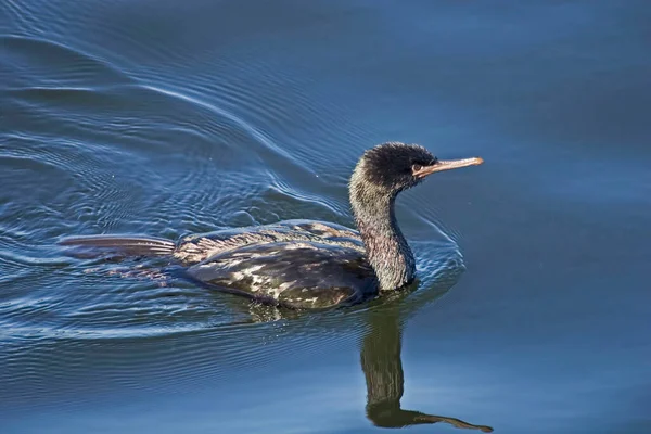 Pelagic Cormorant Phalacrocorax Pelagicus Swimming — Stock Photo, Image