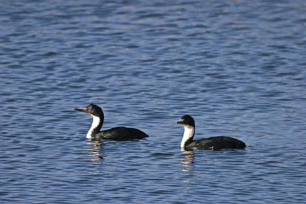 Ein Paar Kaiserlicher Shag Phalacrocorax Atriceps — Stockfoto