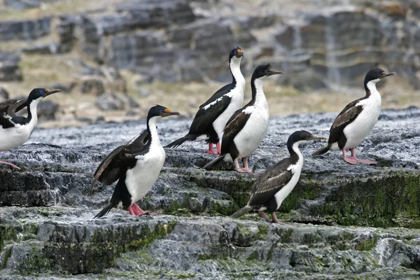 Μια Ομάδα Αυτοκρατορικών Shag Phalacrocorax Atriceps — Φωτογραφία Αρχείου