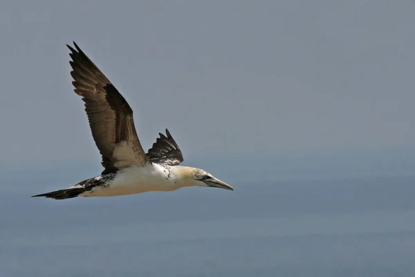 Giovane Gannet Del Nord Sula Leucogaster Volo — Foto Stock