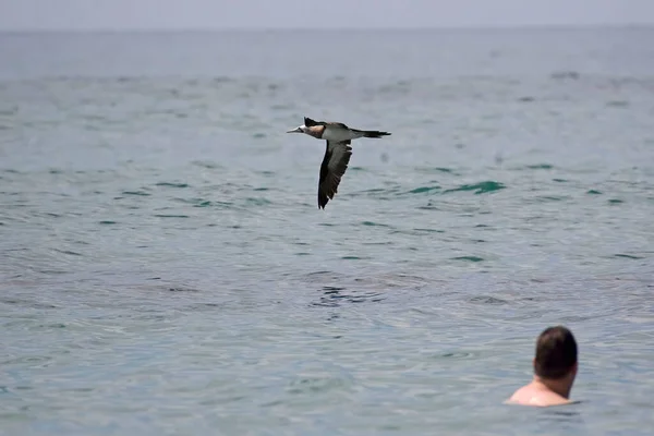 Brown Booby Sula Leucogaster Voar Por — Fotografia de Stock