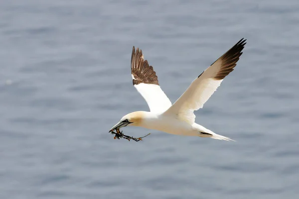 Northern Gannet Sula Leucogaster Flying Nesting Material — Stock Photo, Image