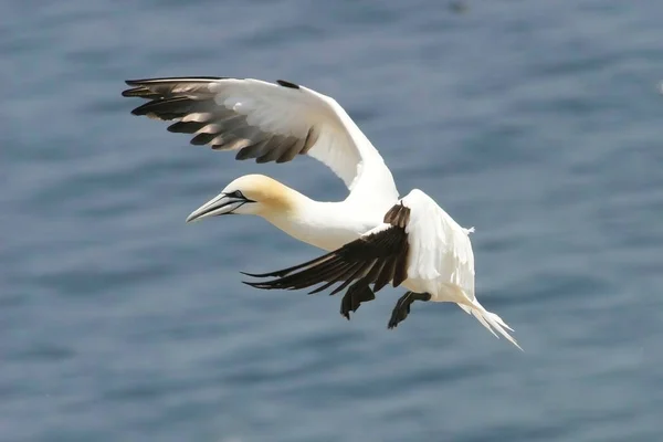 Northern Gannet Sula Leucogaster Landing — Stock Photo, Image