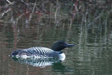 Kuzey Loon manzarası, Gavia immer, üreme tüylerinde