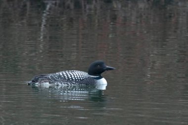 Kuzeyli bir deli, Gavia immer, kuş tüyü.