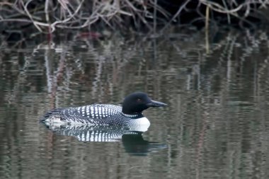 Kuzey Dalgıç kuşu, Gavia immer, kuş tüyü.
