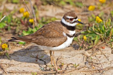 Bir Killdeer, Charadrius Vociferus, yaklaşın.