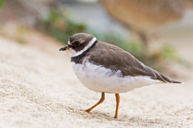 Yarı palmiye bir Plover, Charadrius yarı palmatus, yakın görüş