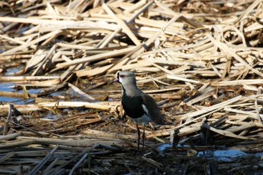 Vanellus Chilensis 'in bataklıklarda bir güney kanadı.