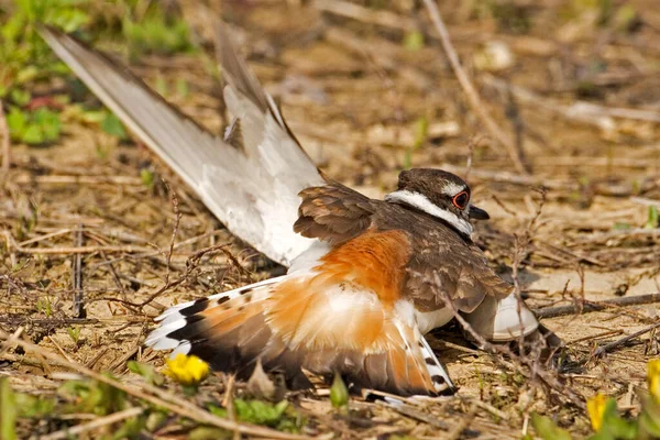 一只猎鹿 Charadrius Vociferus 防御展示 — 图库照片