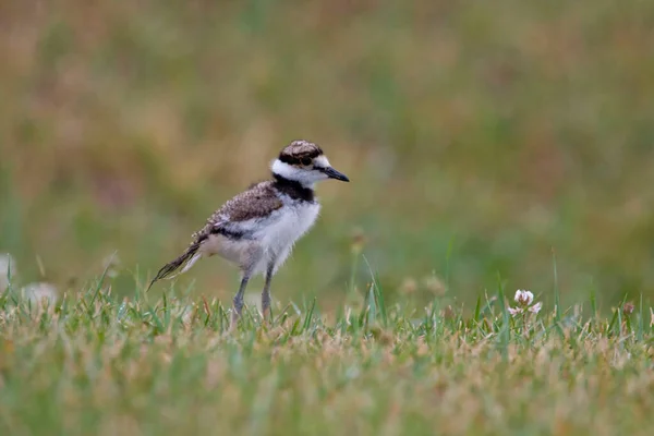 Killdeer Charadrius Vociferus Une Nana — Photo