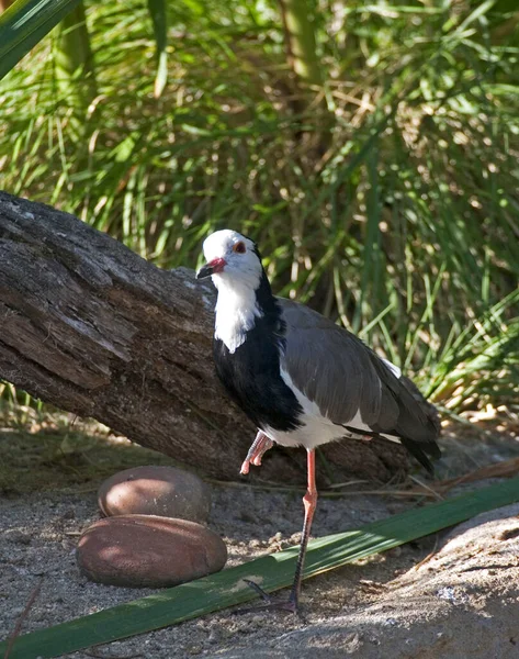 Vertical Long Toed Lapwing Vanellus Crassirostris — Stock Photo, Image