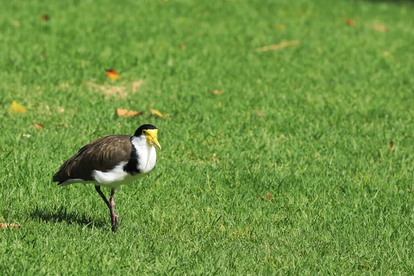 Masked Lapwing Vanellus Miles Grassy Field — Stock Photo, Image