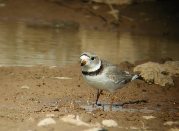 Pluvier Siffleur Charadrius Melodus Près Étang — Photo