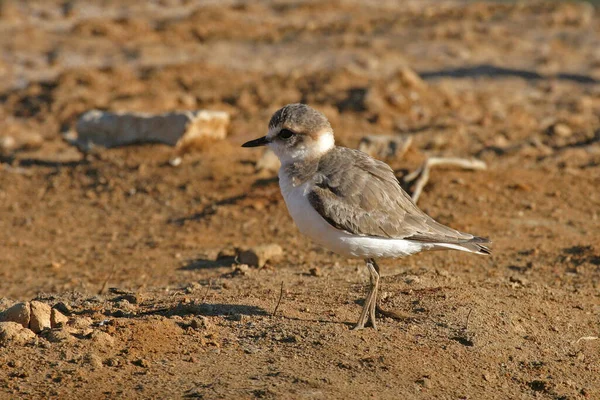 Pluvier Neigeux Charadrius Nivosus Sur Plage — Photo