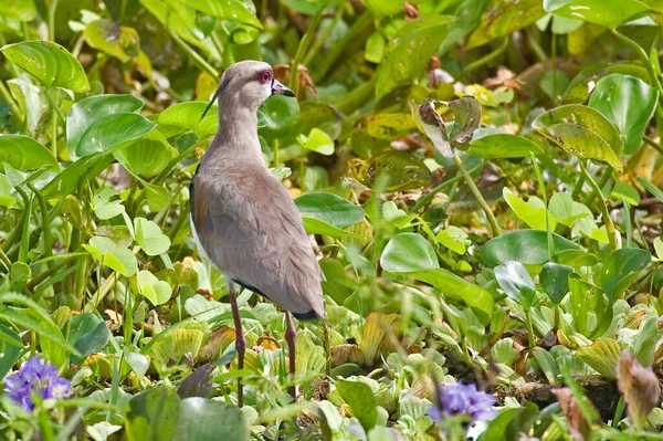 Southern Lapwing Vanellus Chilensis View Wetlands Vegetation — Stock Photo, Image