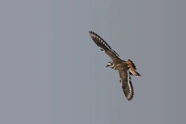 Killdeer Charadrius Vociferus Flight — Stock Photo, Image