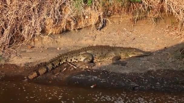 Крокодил Отдыхает Берегу Реки Коста Рике — стоковое видео