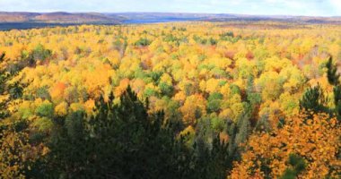 Algonquin İl Parkı, Kanada 4K 'da parlak sonbahar renginde gözden geçir