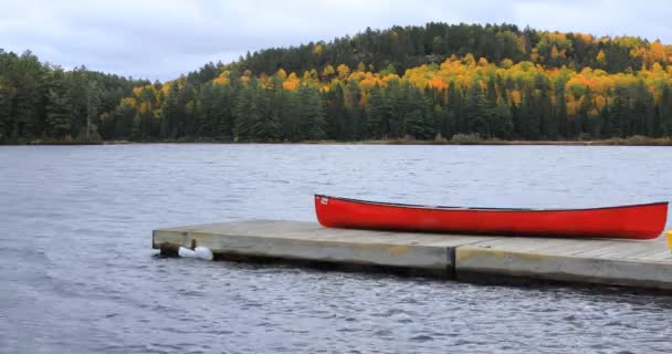 Canot Avec Une Belle Couleur Automne Parc Provincial Algonquin Canada — Video