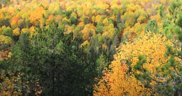 Výhled Krásnou Podzimní Barvou Algonquin Provincial Park Kanada — Stock video