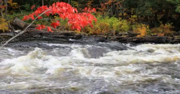 Яскраве Листя Пороги Algonquin Provincial Park Canada — стокове відео