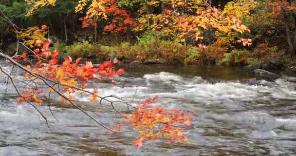 Hojas Rojas Rápidos Parque Provincial Algonquin Canadá — Vídeos de Stock