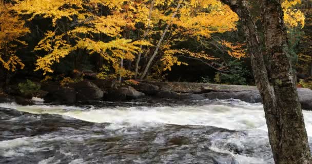 Jasne Liście Rzeka Parku Prowincji Algonquin Kanada — Wideo stockowe