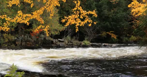 Follaje Colorido Rápidos Parque Provincial Algonquin Canadá — Vídeo de stock