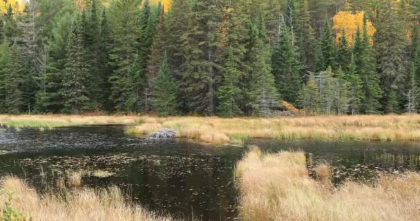 Krásná Podzimní Barva Algonquin Provincial Park Kanada — Stock video