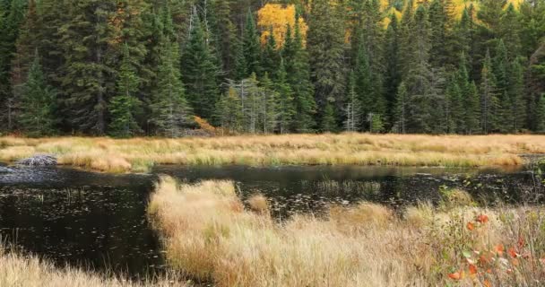 Bela Cor Outono Parque Provincial Algonquin Canadá — Vídeo de Stock