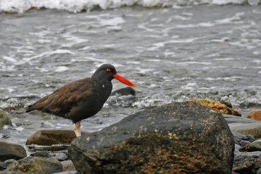 Siyah bir istiridye avcısı, Haematopus ater, kıyıda dinleniyor.