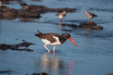 Bir Amerikan istiridye avcısı, Haematopus palliatus, av eşyasıyla yürüyor.