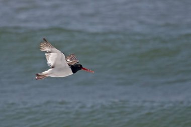 Bir Amerikan istiridye avcısı, Haematopus palliatus, uçuşta.