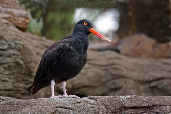 Huîtrier Noir Haematopus Bachmani Vue Rapprochée — Photo