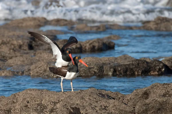 Вид Американской Ойстерлотчицы Haematopus Palliatus Племенной Пары — стоковое фото