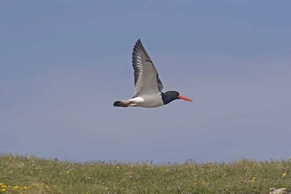 Μια Ευρασιατική Oystercatcher Haematopus Ostralegus Που Πετά Πάνω Από Την — Φωτογραφία Αρχείου