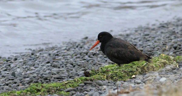 Variable Oystercatcher Haematopus Unicolor Relaxing Shore — Stock Photo, Image