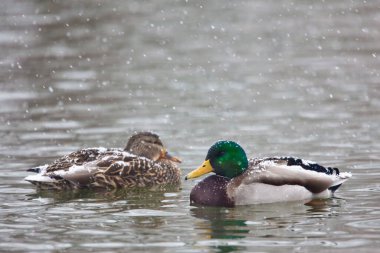 Bir çift Mallard, Anas platyrhynchos, kışın dinleniyor.