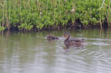 Dişi bir Mallard, Anas platyrhynchos, genç bir piliçle