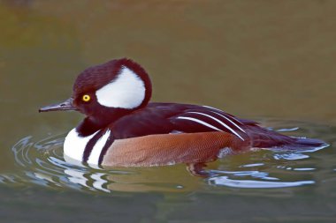 Erkek Kapüşonlu Merganser, Lophodytes guguk kuşu, yakın görüş