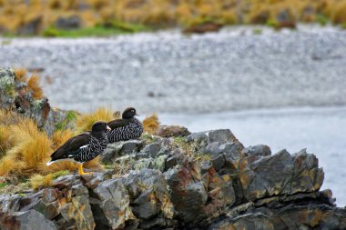 Bir çift Kelp Kaz, Chloephaga melezi, Patagonya 'dan.