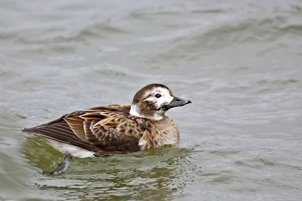 Eine Weibliche Langschwanzente Clangula Hyemalis Schwimmt Auf Dem See — Stockfoto