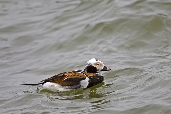 Pato Cola Larga Macho Clangula Hyemalis Plumaje Invierno Tardío —  Fotos de Stock