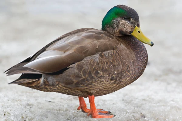 Mallard Anas Platyrhynchos American Black Duck Anas Rubripes Hybrid — Stock Photo, Image