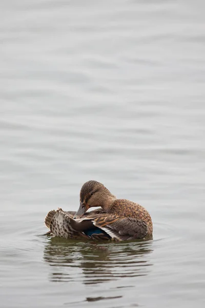 Vertical Female Mallard Anas Platyrhynchos Preening Water — Photo