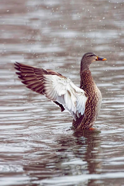 Mallard Feminino Anas Platyrhynchos Com Wingstand Neve — Fotografia de Stock