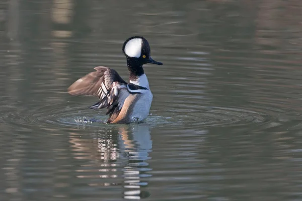 Male Hooded Merganser Lophodytes Cucullatus Wings Spread — Stock Photo, Image