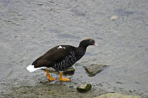 Une Seule Oie Varech Chloephaga Hybrida Patagonie — Photo